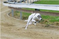 chrti_trenink_8-10-2011_Czech_Greyhound_Racing_Federation_NQ1M0068.JPG