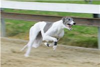 chrti_trenink_8-10-2011_Czech_Greyhound_Racing_Federation_NQ1M0070.JPG