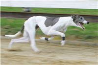 chrti_trenink_8-10-2011_Czech_Greyhound_Racing_Federation_NQ1M0072.JPG