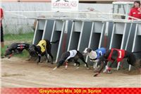 Derby_300m_Czech_Greyhound_Racing_Federation_NQ1M7543-v.jpg