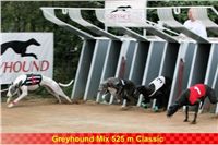 Derby_525m_Czech_Greyhound_Racing_Federation_NQ1M7646.jpg