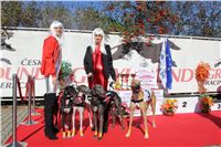 0024_Czech_Derby_Czech_Greyhound_Racing_Federation_IMG_0106.JPG