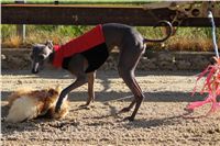 0056_Czech_Derby_Czech_Greyhound_Racing_Federation_DSC02930.JPG