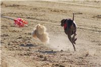 0057_Czech_Derby_Czech_Greyhound_Racing_Federation_DSC02899.JPG