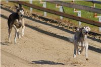 0061_Czech_Derby_Czech_Greyhound_Racing_Federation_DSC02861.JPG