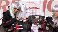 0002_Czech_Derby_300m_Czech_Greyhound_Racing_Federation_DSC02302.JPG