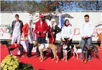 0006_Czech_Derby_300m_Czech_Greyhound_Racing_Federation_IMG_0218.JPG