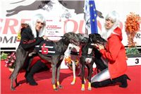 0009_Czech_Derby_300m_Czech_Greyhound_Racing_Federation_IMG_0126.JPG