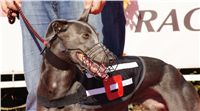 0010_Czech_Derby_300m_Czech_Greyhound_Racing_Federation_DSC02339.JPG