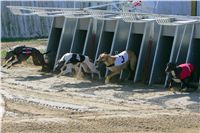 0015_Czech_Derby_300m_Czech_Greyhound_Racing_Federation_NQ1M0002.JPG