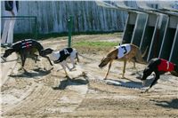 0018_Czech_Derby_300m_Czech_Greyhound_Racing_Federation_NQ1M0005.JPG