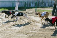 0019_Czech_Derby_300m_Czech_Greyhound_Racing_Federation_NQ1M0006.JPG