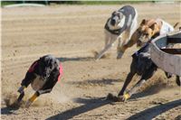 0021_Czech_Derby_300m_Czech_Greyhound_Racing_Federation_DSC02360.JPG