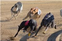 0023_Czech_Derby_300m_Czech_Greyhound_Racing_Federation_DSC02362.JPG