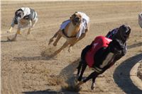 0024_Czech_Derby_300m_Czech_Greyhound_Racing_Federation_DSC02363.JPG