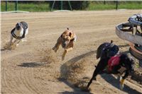 0025_Czech_Derby_300m_Czech_Greyhound_Racing_Federation_DSC02364.JPG