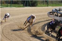 0026_Czech_Derby_300m_Czech_Greyhound_Racing_Federation_DSC02365.JPG