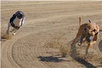 0027_Czech_Derby_300m_Czech_Greyhound_Racing_Federation_DSC02366.JPG