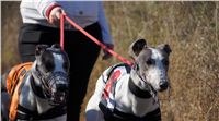 0052_Czech_Derby_525m_Czech_Greyhound_Racing_Federation_DSC02433.JPG