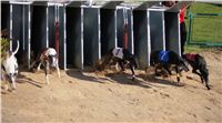 0054_Czech_Derby_525m_Czech_Greyhound_Racing_Federation_DSC02435.JPG