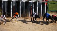 0055_Czech_Derby_525m_Czech_Greyhound_Racing_Federation_DSC02436.JPG