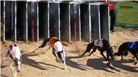 0056_Czech_Derby_525m_Czech_Greyhound_Racing_Federation_DSC02437.JPG