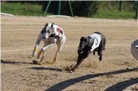 0057_Czech_Derby_525m_Czech_Greyhound_Racing_Federation_DSC02442.JPG