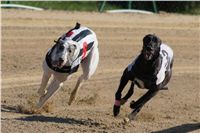 0058_Czech_Derby_525m_Czech_Greyhound_Racing_Federation_DSC02443.JPG