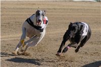 0059_Czech_Derby_525m_Czech_Greyhound_Racing_Federation_DSC02444.JPG