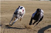 0060_Czech_Derby_525m_Czech_Greyhound_Racing_Federation_DSC02445.JPG