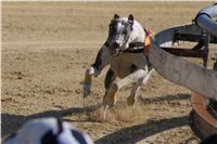 0061_Czech_Derby_525m_Czech_Greyhound_Racing_Federation_DSC02450.JPG