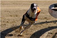 0062_Czech_Derby_525m_Czech_Greyhound_Racing_Federation_DSC02452.JPG