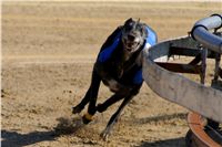 0063_Czech_Derby_525m_Czech_Greyhound_Racing_Federation_DSC02455.JPG