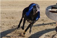 0064_Czech_Derby_525m_Czech_Greyhound_Racing_Federation_DSC02457.JPG