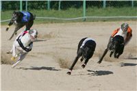 0066_Czech_Derby_525m_Czech_Greyhound_Racing_Federation_NQ1M0114.JPG
