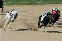 0067_Czech_Derby_525m_Czech_Greyhound_Racing_Federation_NQ1M0115.JPG