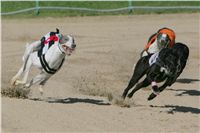 0068_Czech_Derby_525m_Czech_Greyhound_Racing_Federation_NQ1M0116.JPG