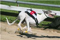 0070_Czech_Derby_525m_Czech_Greyhound_Racing_Federation_NQ1M0123.JPG