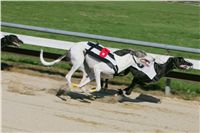 0072_Czech_Derby_525m_Czech_Greyhound_Racing_Federation_NQ1M0155.JPG