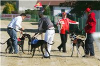 0073_Czech_Derby_525m_Czech_Greyhound_Racing_Federation_NQ1M0162.JPG