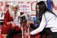 0075_Czech_Derby_Czech_Greyhound_Racing_Federation_DSC00140.JPG