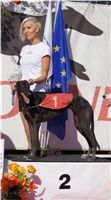 0076_Czech_Derby_525m_Czech_Greyhound_Racing_Federation_DSC02476.JPG