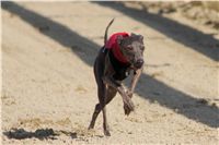 0005_Czech_Derby_Showrace_Czech_Greyhound_Racing_Federation_DSC02888.JPG