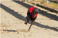 0006_Czech_Derby_Showrace_Czech_Greyhound_Racing_Federation_DSC02889.JPG