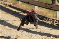 0007_Czech_Derby_Showrace_Czech_Greyhound_Racing_Federation_DSC02890.JPG