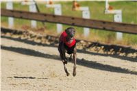 0008_Czech_Derby_Showrace_Czech_Greyhound_Racing_Federation_DSC02913.JPG