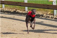 0009_Czech_Derby_Showrace_Czech_Greyhound_Racing_Federation_DSC02916.JPG