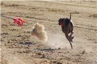 0010_Czech_Derby_Showrace_Czech_Greyhound_Racing_Federation_DSC02899.JPG