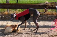 0011_Czech_Derby_Showrace_Czech_Greyhound_Racing_Federation_DSC02930.JPG