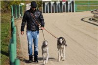 0015_Czech_Derby_Showrace_Czech_Greyhound_Racing_Federation_DSC02877.JPG